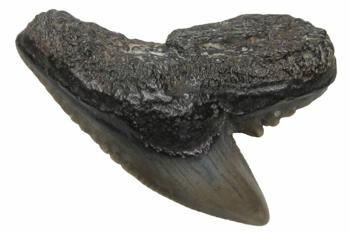 Fossil Tiger Shark (Galeocerdo) Tooth #212034